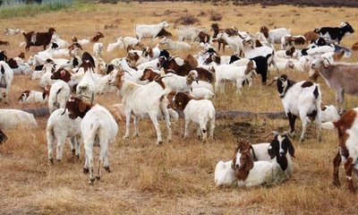 Green Google Hires Goats!