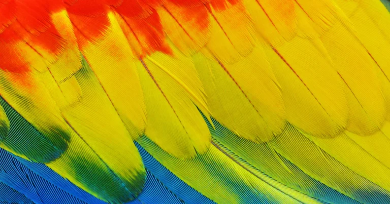 Bright parrot feathers, a reminder that a favicon should be small and light