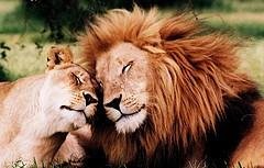 Lions