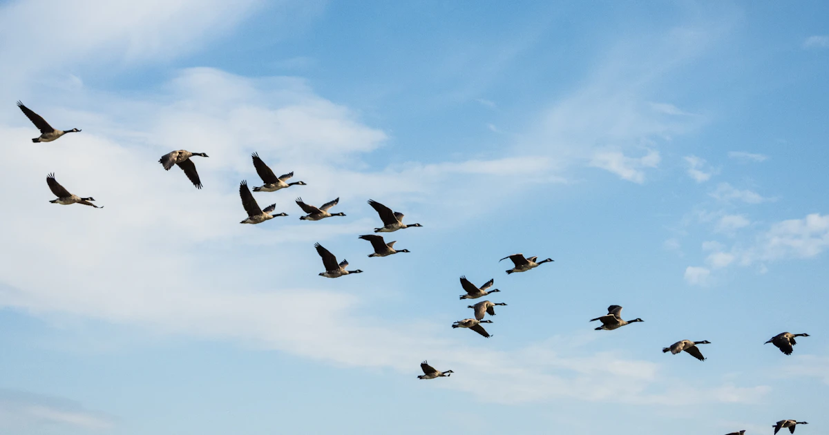 Flock of birds flying across a blue sky, a metaphor for followers on X